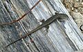 Spotted Skink (Niveoscincus ocellatus)