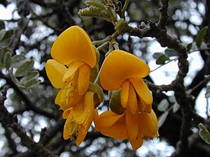 Starr 030419-0050 Sophora chrysophylla