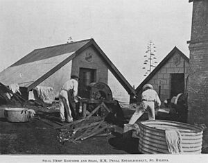 StateLibQld 2 392569 Prisoners using a sisal hemp raspador on St. Helena Island, 1911
