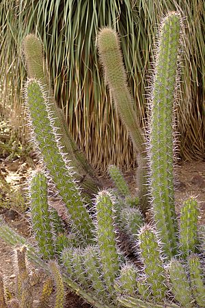 Stenocereus gummosus Huntington Desert Garden.jpg