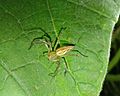 Striped lynx spider (Oxyopes salticus) captured at night