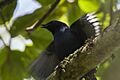 Stuhlmann's Starling cropped