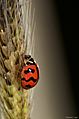 The feeding lady bug web