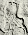 Tiglath-Pileser I relief portrait