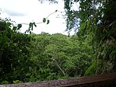 Top of Falealupo rainforest