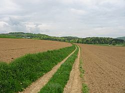Trail between two fields (Slovenia, Selo pri Mirni)
