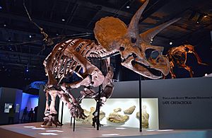 Triceratops Specimen at the Houston Museum of Natural Science