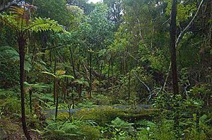 Ulva Island rainforest