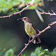Variable sunbird (Cinnyris venustus falkensteini) female