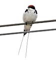 Wire-tailed Swallow (Hirundo smithii) W IMG 0540