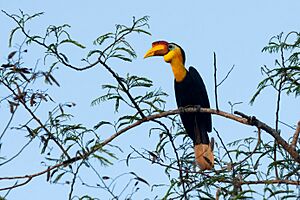 Wrinkled Hornbill 0A2A7503.jpg