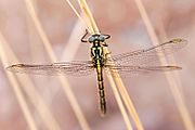 Yellow-striped hunter dragonfly08