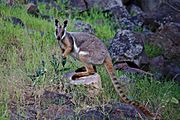 A yellow-footed rock-wallaby in the wild