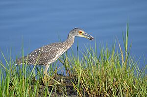 Yellow crowned night heron with mud crab (6932954997)
