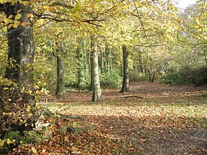Yoell's Copse - geograph.org.uk - 1585661