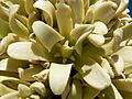 Yucca brevifolia flower