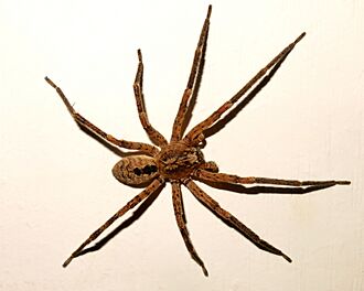 Zoropsis Spinimana.jpg