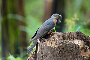 024 Red-chested cuckoo at Kibale forest National Park Photo by Giles Laurent.jpg