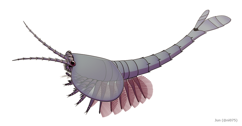 20211025 Waptia fieldensis