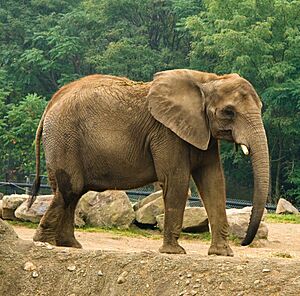 African Elephant 8