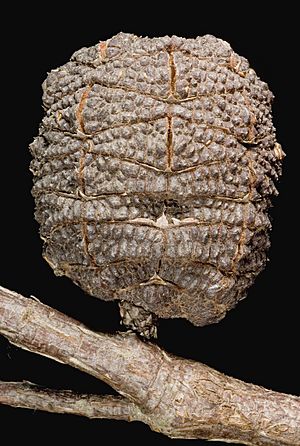 Allocasuarina decussata - Flickr - Kevin Thiele.jpg