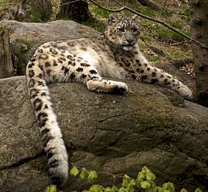 Amur Leopard at Nordens Ark
