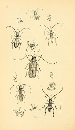 Arcana entomologica, or, Illustrations of new, rare, and interesting insects (Pl. 56) (7087250819)
