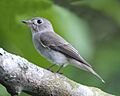 Asian Brown Flycatcher - Muscicapa dauurica