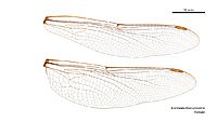 Austroaeschna unicornis female wings (34242699763)