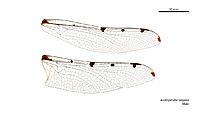 Austropetalia tonyana male wings (34895259202)
