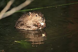 Baby beaver nibbles some food in Martinez June 2010