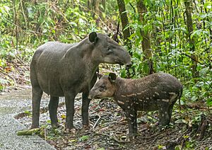 Baird's tapir mother with baby (92151)