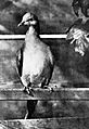 Bird-lore (1913) (14568824740)