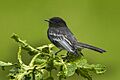 Black Phoebe - Colombia S4E4664