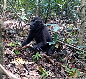 Black crested macaques