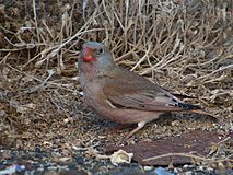 Bucanetes githagineus -Salinas de Janubio, Lanzarote, Spain-8.jpg