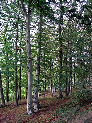 Buchenwald 1