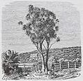 Cabbage-Tree, on the Road from Auckland to Onehunga (circa 1860)