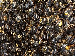 California mussel (Mytilus californianus) 01