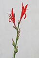 Canna indica