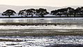 Cassim Island at Sunrise viewed from G.J. Walter Park