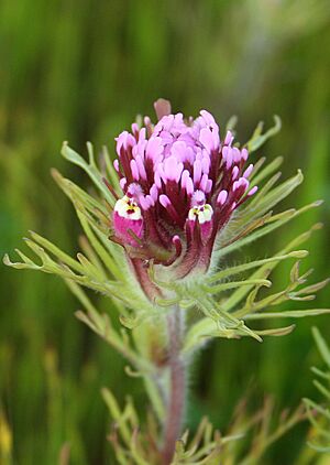 Castilleja exserta.jpg