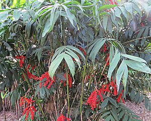 Chamaedorea microspadix (26748516151).jpg