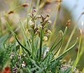 Chamorchis alpina 230705b