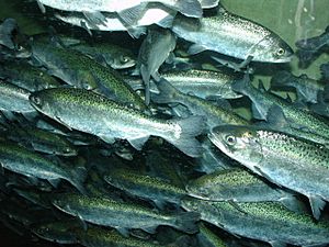Chinook salmon, Oncorhynchus tshawytscha