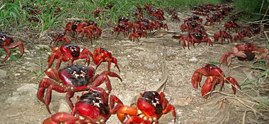 Christmas Island Crabs on annual migration