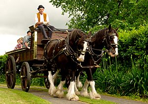 Clydesdale wagon