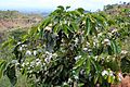 Coffee tree atop the Maricao mountains in Puerto Rico (5661610485)