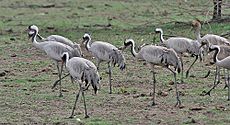 Common Cranes (Grus grus)- Adults & Immatures at Bharatpur I IMG 5659.jpg