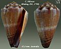 Conus biliosus 1